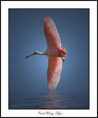 Pink Wing Flyer