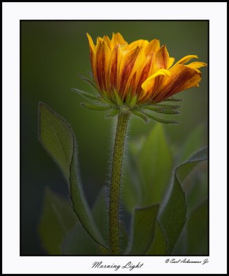 Morning Light