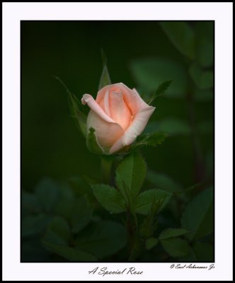 A Special Rose