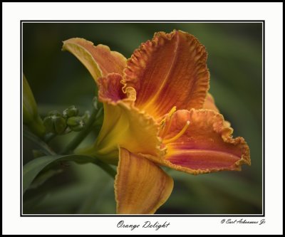 Orange Delight