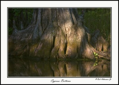 Cypress Bottoms