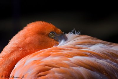 Catching the Eye