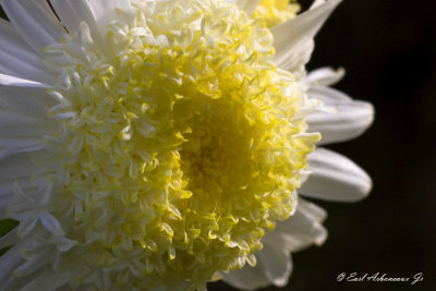 The Yellow  Bowl (ID Needed)