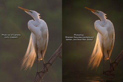 Egret-Comparsion.JPG