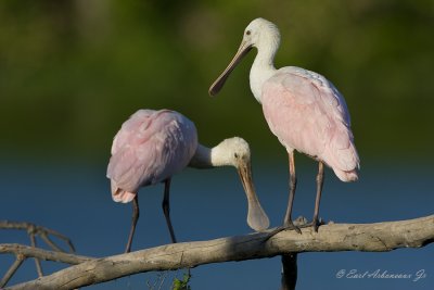 Roseate Spoonbill Pair