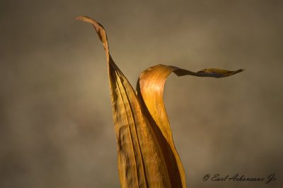 Seeking Opposites