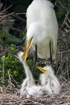 Feeding Time