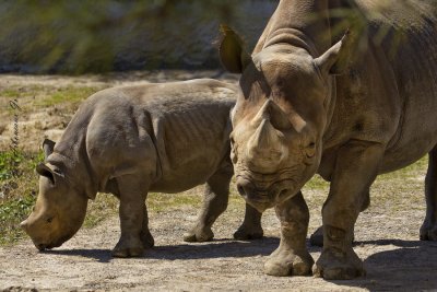 Rhino  Mom  & Baby
