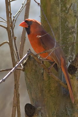 Perched  Red