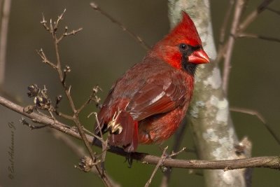 Red Male Cardinal