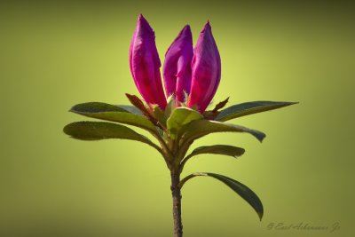 Spring Flowers   2010