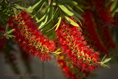 Bottle Brush Plant