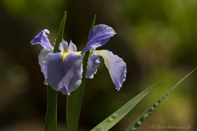 Wild Purple Iris