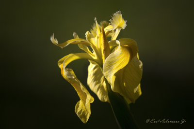  Yellow Iris 