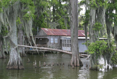 Swamp Camp