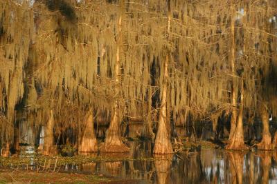 g3/88/8888/3/56149277.IMG_4032_8x10_goldenmoss.jpg