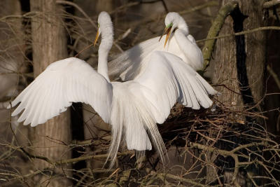 Angel Wings