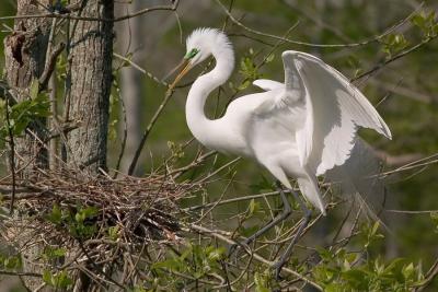  Nest Protector