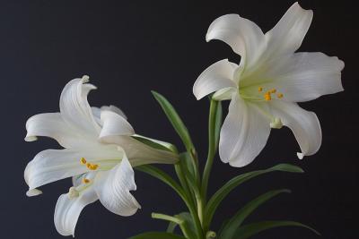 Easter Lily