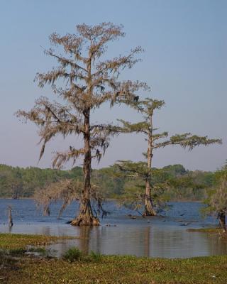 Cypress Trees