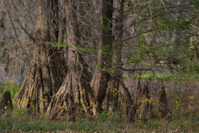  A Cypress Family