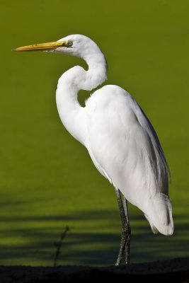 Nature & Wildlife 2007