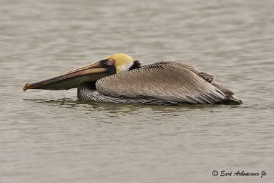  Stealth Pelican