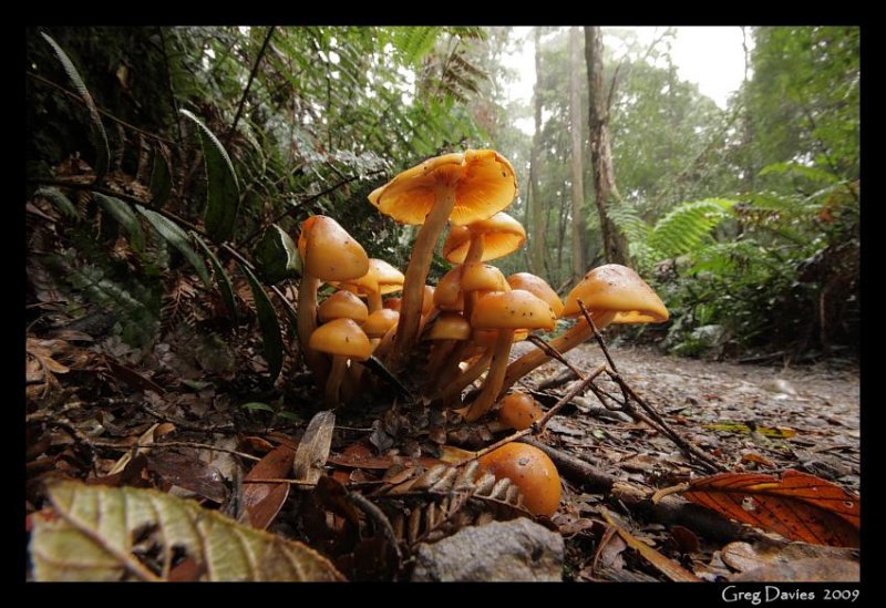 Fungus at Hogarth Falls