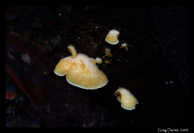 Fungus