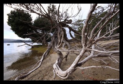 Driftwood on shoreline
