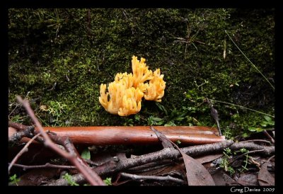 Fungus at Lake St Clair