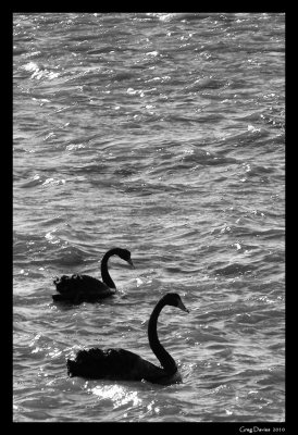 Swans