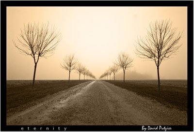 fogtreesroadsepia1a UL.jpg