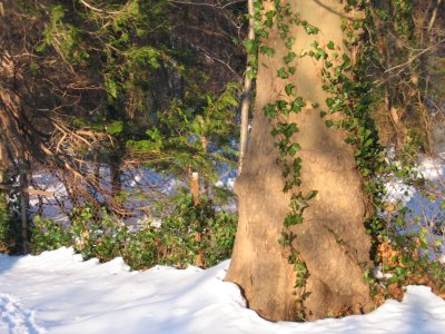 winter ivy.jpg
