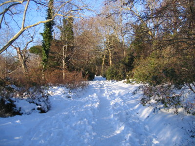 path through the snow.jpg