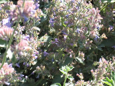 bee on catmint