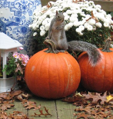 squirrel on pumpkin.jpg