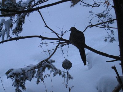 Mourning Dove in Winter