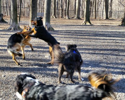 Dog Park in Action