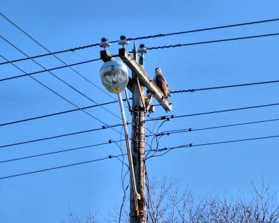 Hawk between high voltage wires