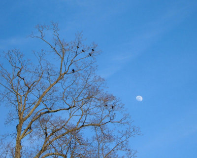Birds, Tree, and Moon