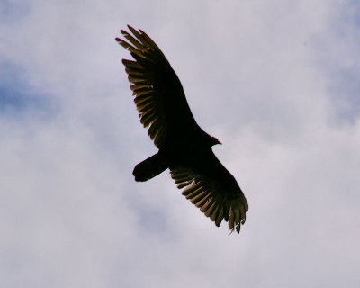 Letchworth Park Vultures