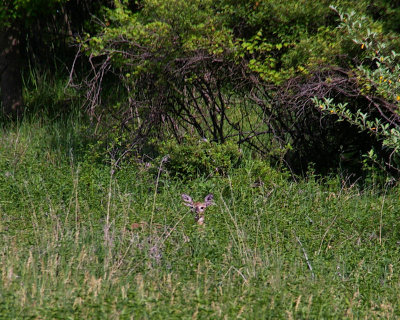 Deer poking up from shoulder high greenery