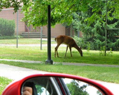 Deer on Campus