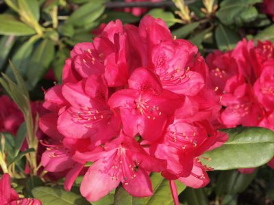 Rhododendron in Orcas Island