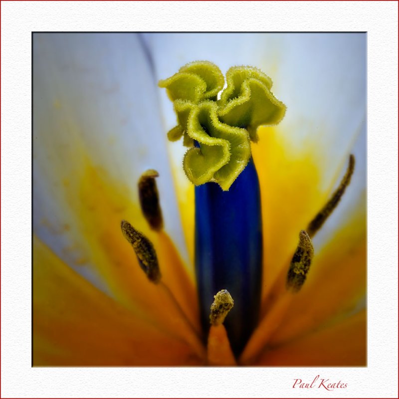 Tulip-2.jpg