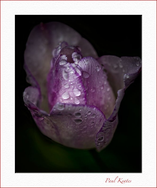 Sparkly-Tulip-in-Rain.JPG