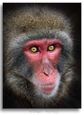 Snow-Monkey-Stare.jpg