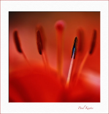 RED.JPG
