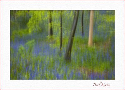 Bluebells.jpg